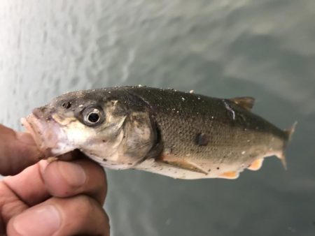 出張フィッシング